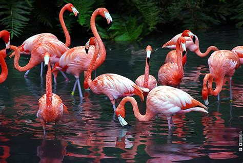 Il leggendario Flamingo e tutti i nostri succhiaclito ...